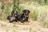 BEAUCERON - ADULTS and PUPPIES 007